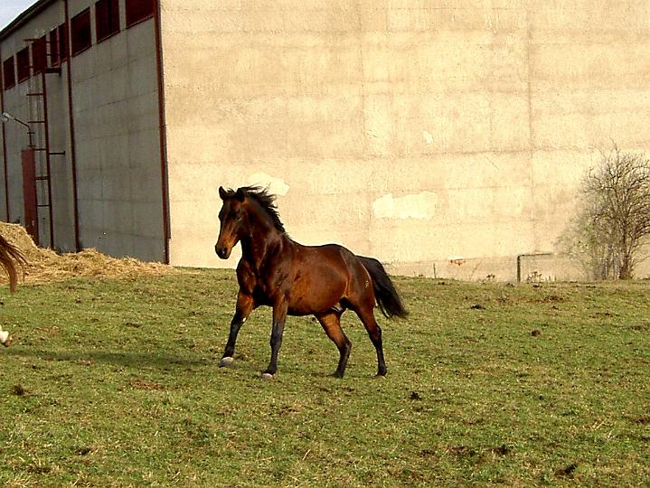 Šikula