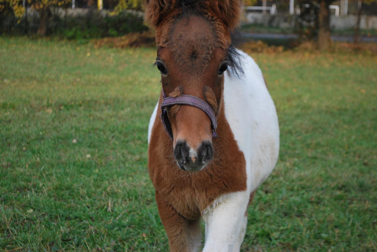 athos