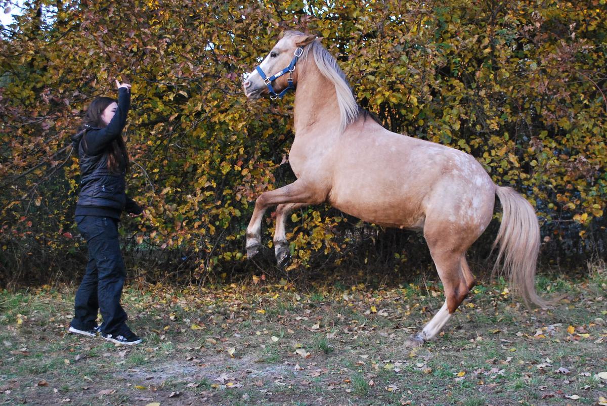 kamča a SAmy