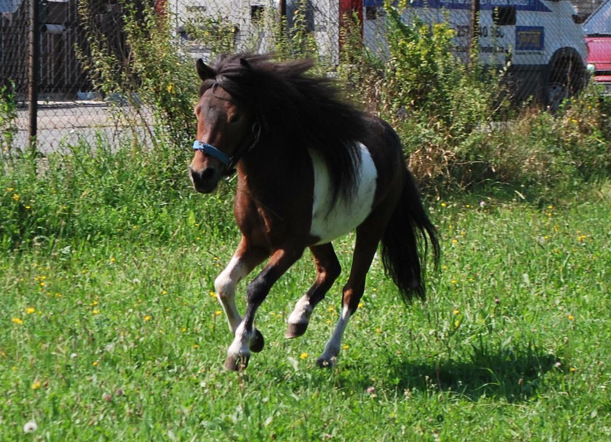 remouš