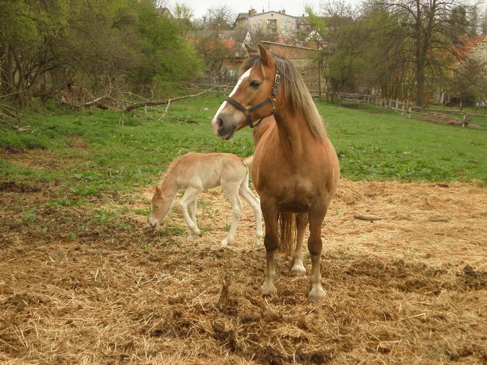 roza a mamka